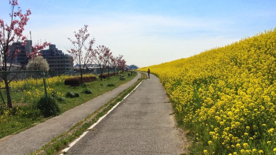 菜の花満開　江戸川サイクリングロード