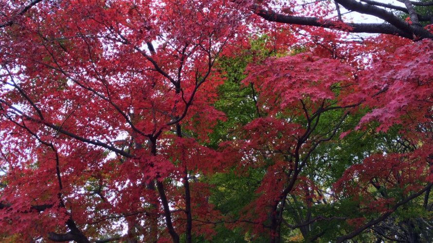 昭和記念公園で紅葉狩り